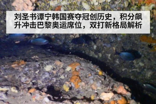 刘圣书谭宁韩国赛夺冠创历史,积分飙升冲击巴黎奥运席位,双打新格局解析